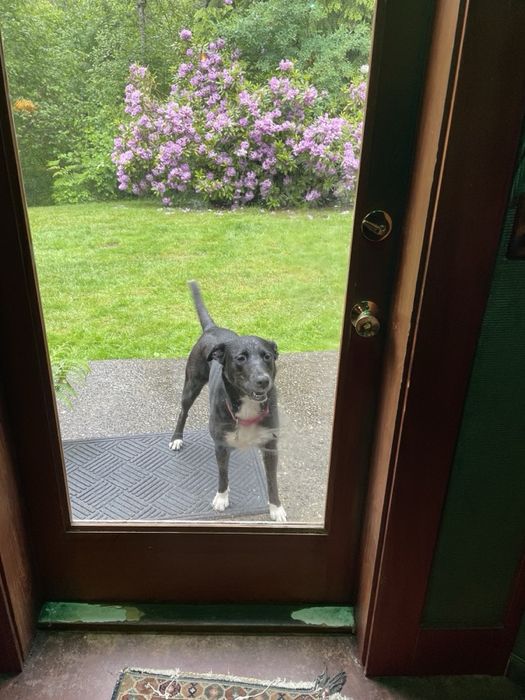 Kiki the dog waiting at the door