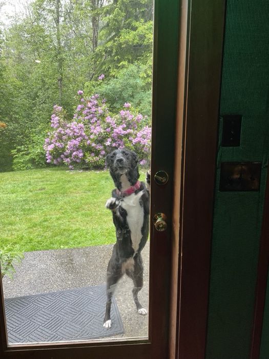 Kiki the dog jumping up at the door