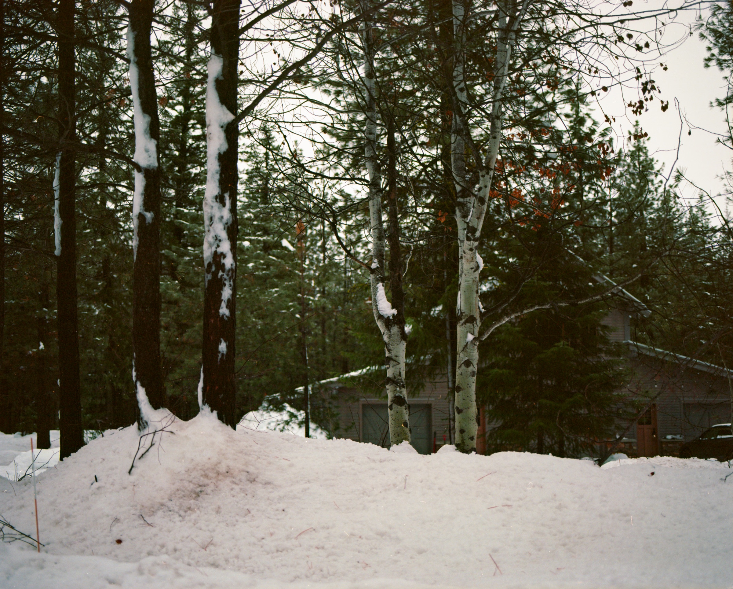 Forest