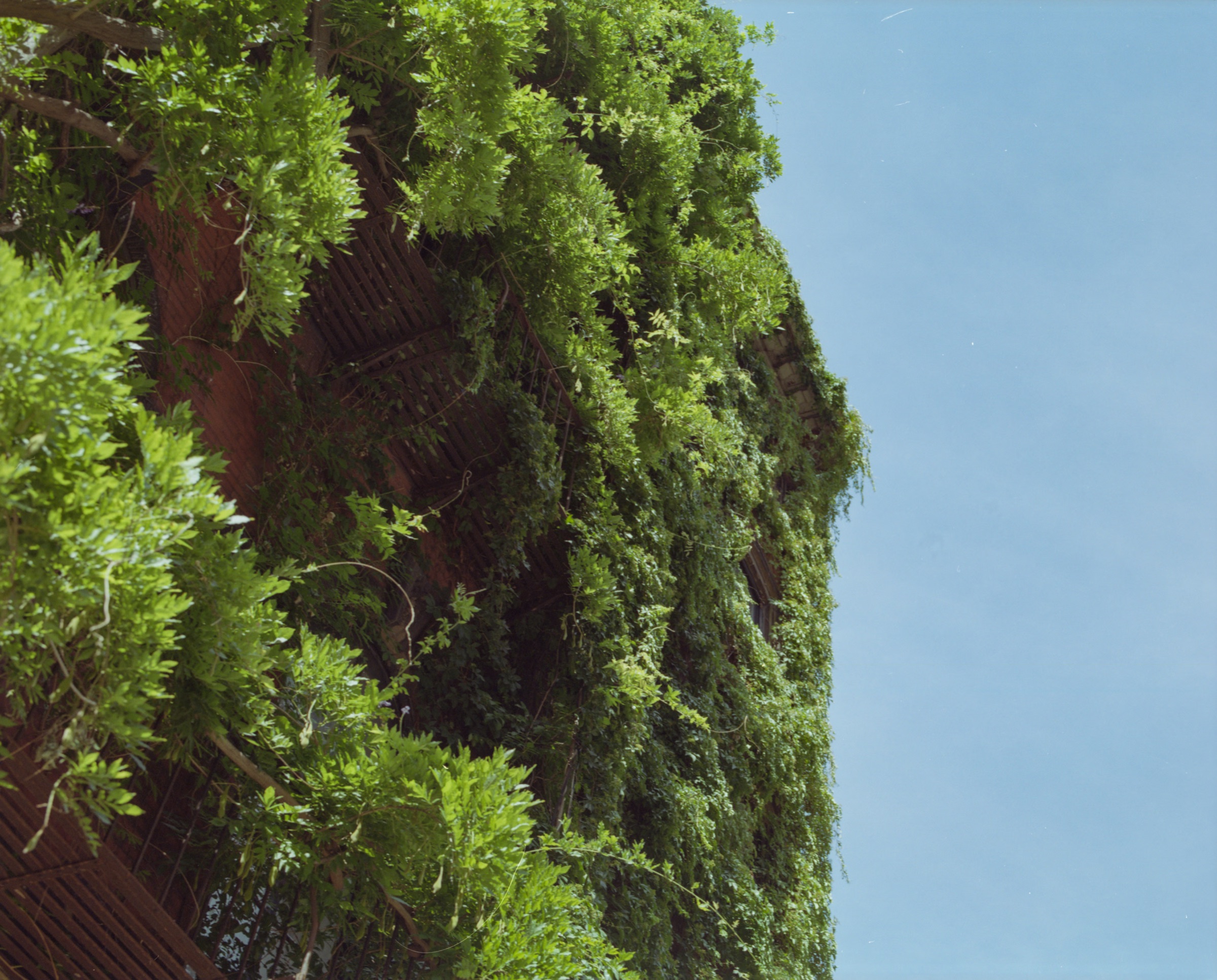 Vine-covered building